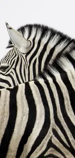 Zebra with black and white stripes on a mobile wallpaper.