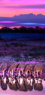 Zebras drinking water at sunset with pink sky.