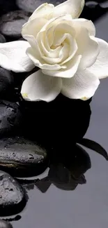 Elegant white rose on black zen stones wallpaper