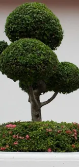 Elegant topiary tree with green shrubbery and pink flowers.