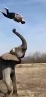 Elephant tossing person in air in a field under blue sky.