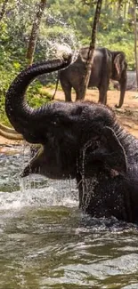 Two elephants bathing in a forest stream, surrounded by greenery.