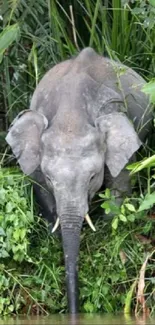 Elephant standing near a forest stream, surrounded by lush greenery.