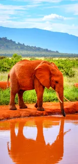 Elephant at a watering hole with lush scenery.