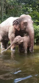 Elephants in a lush, green water setting.