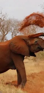 Elephant dusting itself in the savannah with a scenic wildlife background.