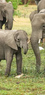 Family of elephants grazing in green landscape.