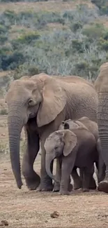 Elephant family walking in savanna landscape.