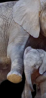 Mother elephant with calf on black background.