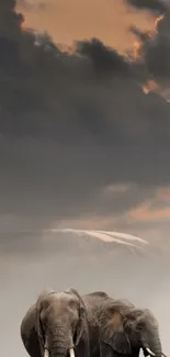 Elephants walking under a dramatic sunset sky.