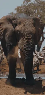 Elephant in African safari with zebras and tree in the background.