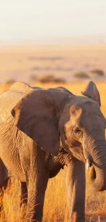 Elephant walking through golden savanna at sunset, creating a serene mobile wallpaper.