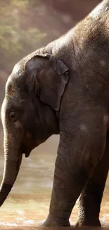 Elephant standing in sunlit water, creating a serene wildlife scene.