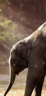 Elephant standing in sunlit forest with warm brown tones and serene atmosphere.