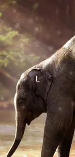 Elephant in a forest setting with light rays shining through.