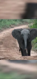 Elephant walking on a serene dirt path amidst nature.