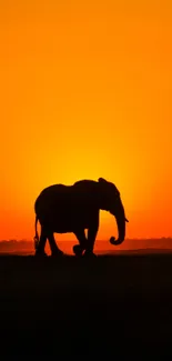 Elephant silhouette with orange sunset sky background.