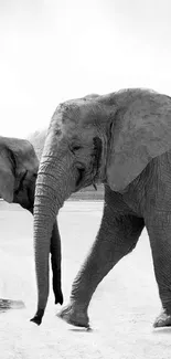 Two elephants in black and white, perfect for a nature-themed wallpaper.