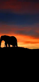 Silhouettes of elephants against a vivid orange sunset sky.