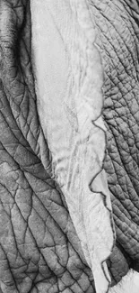 Close-up black and white elephant skin texture wallpaper.