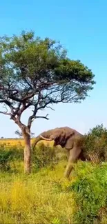 Elephant standing under a tree in a sunlit savannah landscape.