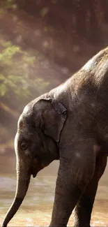 Elephant Water Ecoregion Live Wallpaper