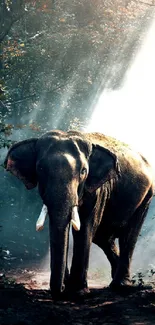 Elephant Water Nature Live Wallpaper