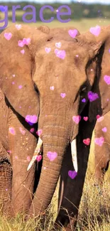 Elephant on savannah with pink hearts.