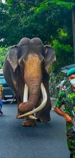 Majestic elephant walks along forest road with military escort.