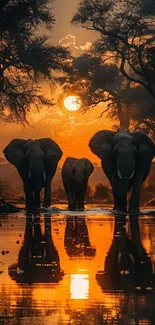 Three elephants reflections at sunset in a serene nature setting.