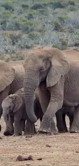 Herd of elephants walking in a serene landscape.