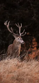 Majestic deer standing in an autumn forest with warm brown tones.