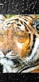 Tiger with striking expression in mobile wallpaper