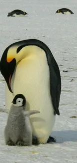 Emperor penguin with chick on snowy landscape.