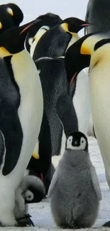 Emperor penguins and chick in snowy landscape.