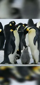 Emperor penguins and chick on icy landscape.