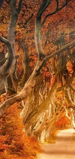 Enchanted autumn forest path with twisted trees forming an archway.