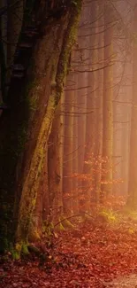 Enchanted autumn forest path with warm hues and tall trees.