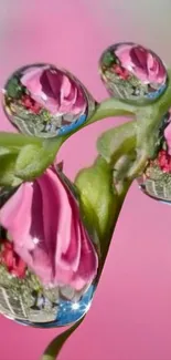 Close-up of flower reflected in water droplets on a pink and green background.
