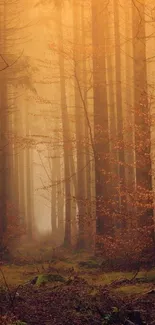 Autumn forest wallpaper with misty trees and warm amber glow.