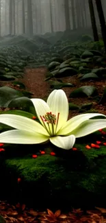 White flower on mossy rock in a misty forest setting image.