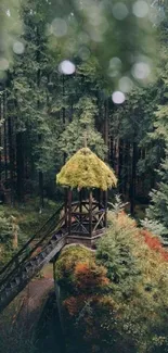 Aerial view of a lush forest with a small, rustic hut in the center.