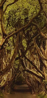 Enchanted forest path with intertwining branches and lush green foliage.