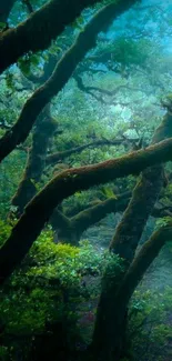 Teal green forest with twisted tree branches in a mystical setting.