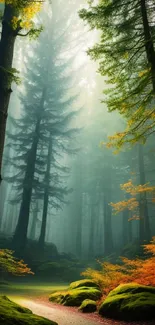 Misty forest path with tall trees and colorful foliage.