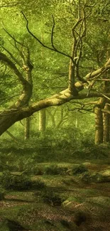 Enchanted forest mobile wallpaper with lush green foliage.