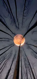 Forest with a full moon in the sky, viewed from below.