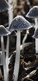 Close-up of delicate gray mushrooms in an earthy forest setting wallpaper.