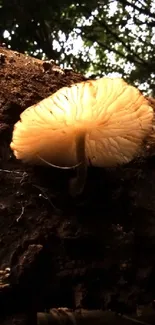 A glowing mushroom on a dark forest log with intricate details.