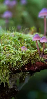 Lush green forest with mushrooms on moss-covered branches.